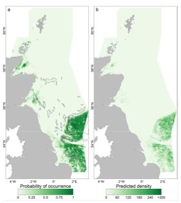 Two maps displaying shaded areas representing the probability of lesser sandeel occurrence and density range in the North Sea around the UK