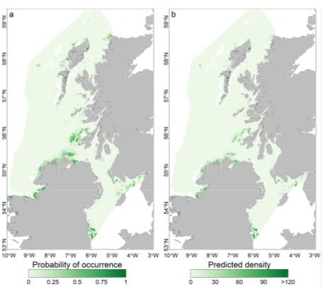 Two maps displaying shaded areas representing the probability of lesser sandeel occurrence and density range in the Atlantic Ocean off the west coast of Scotland.