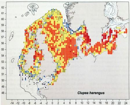 Map displaying coloured dots representing herring distribution in seas surrounding the UK. 