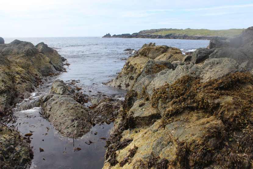Rocky shore at Port Wemyss, Islay. A variety of seaweed and lichen species are present on the rocks with a channel of water present in between.