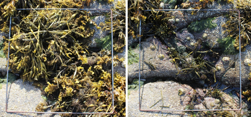 Rocky shore where a quadrat has been placed. The left photo has a dense seaweed canopy present. In the right photo, the seaweed canopy has been removed and a variety of marine snails and barnacles are present.