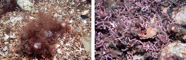 Two images showing non-native species of red algae found on maerl and maerl gravel at two survey sites.
