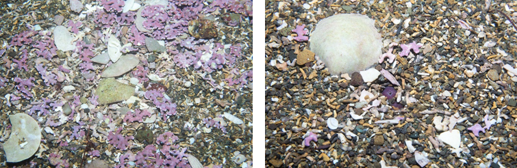 Two images showing maerl medallions and gravel including maerl and shells around Pladda.