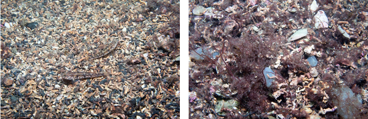 Two images showing typical substrate at a survey site off the south of Holy Isle including dead maerl, coarse sand, maerl gravel, shells and red algae. 