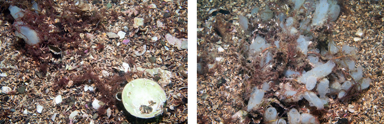 Two images showing typical substrate at a survey site off the north of Holy Isle including dead maerl gravel and shell, sea squirts and shells.