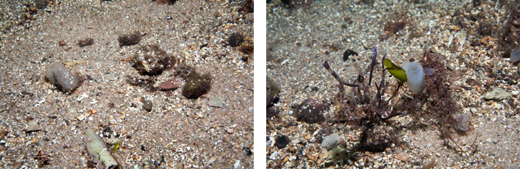 Two images showing typical substrate at a survey site off Merkland Point including sand, dead maerl gravel, red algae and shells.