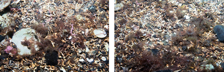 Two images showing typical substrate at a survey site off the north of Holy Isle including dead maerl gravel, small fragments of live maerl, red algae and shells.