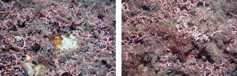 Two images showing typical substrate at a survey site in Lamlash Bay No Take Zone including live maerl, red algae and shells.
