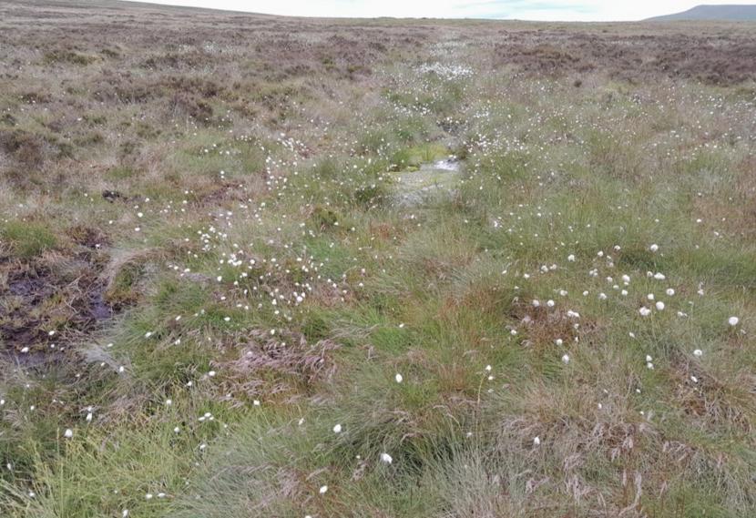 PCotton grass and other peatland plants growing along the re-profiled edges of a wide ditch. 
