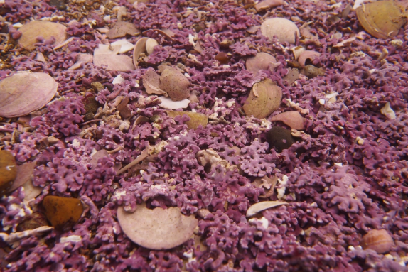 Dense live maerl with bivalve shells on the seabed