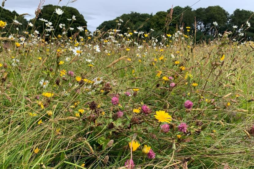 wildflower meadow  with woodland behind.
