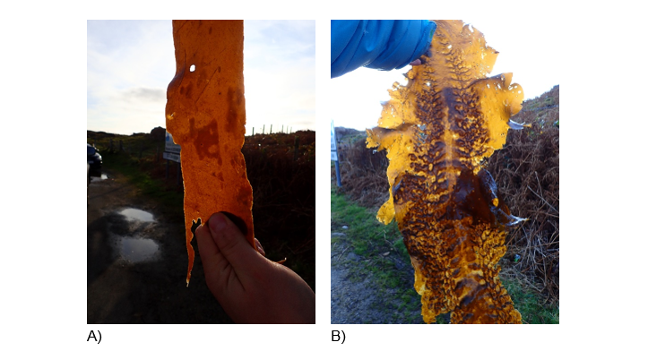 Sorus material on kelps appears are slightly raised dark regions. On many species it is located on the frond, usually at the distal end. 