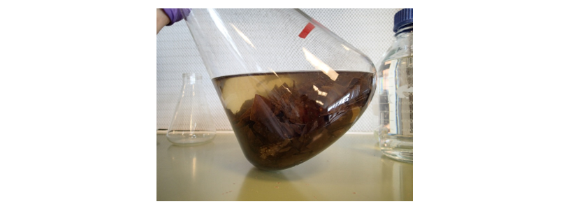 A tilted conical flask containing S. latissima frond material covered in cloudy seawater