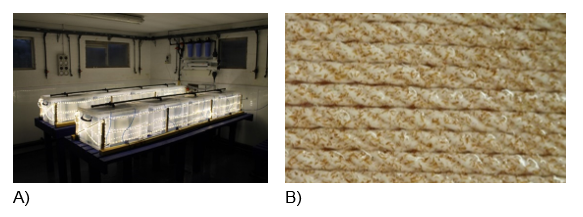 The hatching and nursery phases of seaweed seed. 