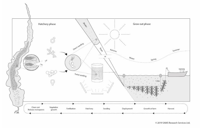 Schematic diagram of the typical phases of kelp cultivation.