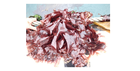 A mass of wet, red seaweed blades, without midribs, attached to a rope. 