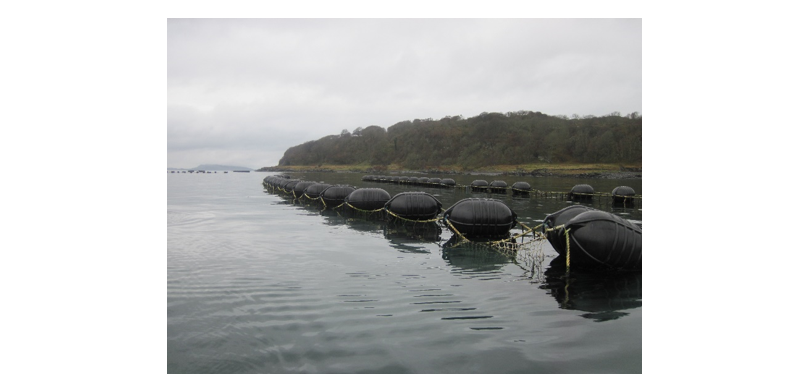 Two lines of large floats connected by horizontal lines supporting growing lines used to farm seaweed.