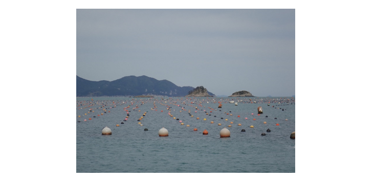 Marker buoys on the sea surface at the start of multiple parallel lines of coloured floats. 