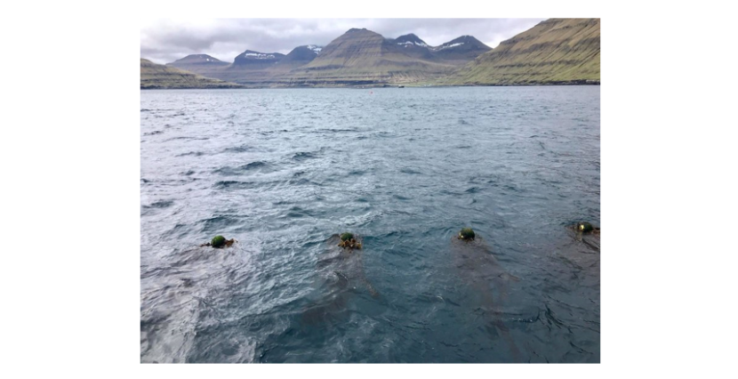 Photograph showing a line of evenly spaced black floats on the sea surface with seaweed floating just beneath the sea surface around each float. A mountainous coastline can be seen in the distance.