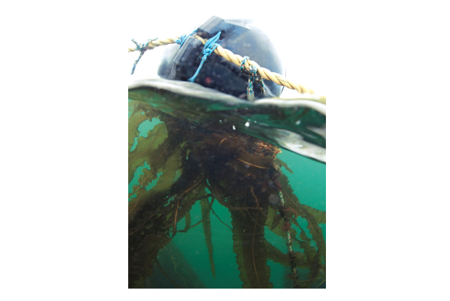 Photograph showing the above and below water view of a black float from a seaweed farm which is covered in fronds of non-target seaweed species. 