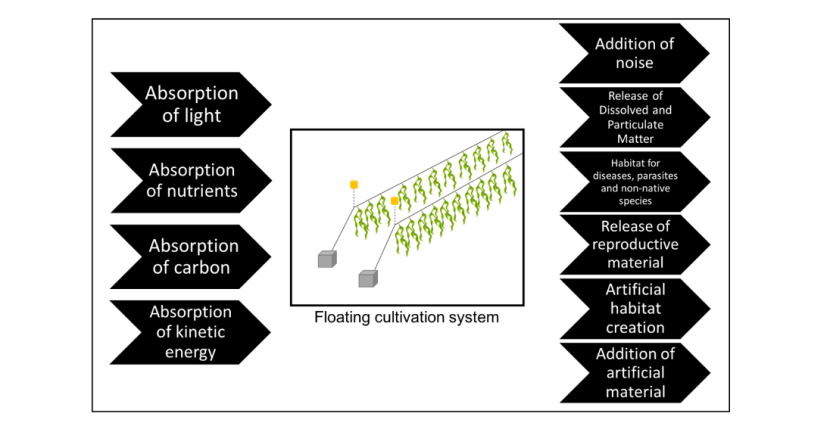 Potential environmental effects of seaweed farming using a floating cultivation system.