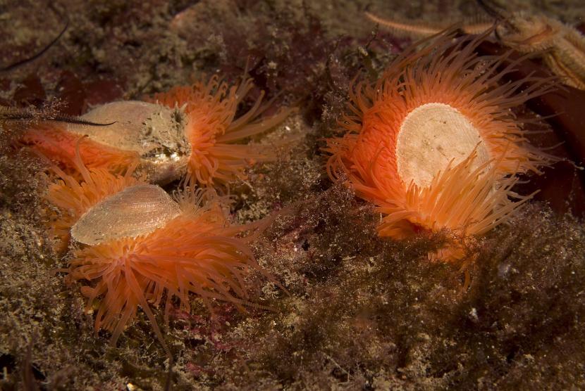 Three bright orange flame shells on a flame shell bed.