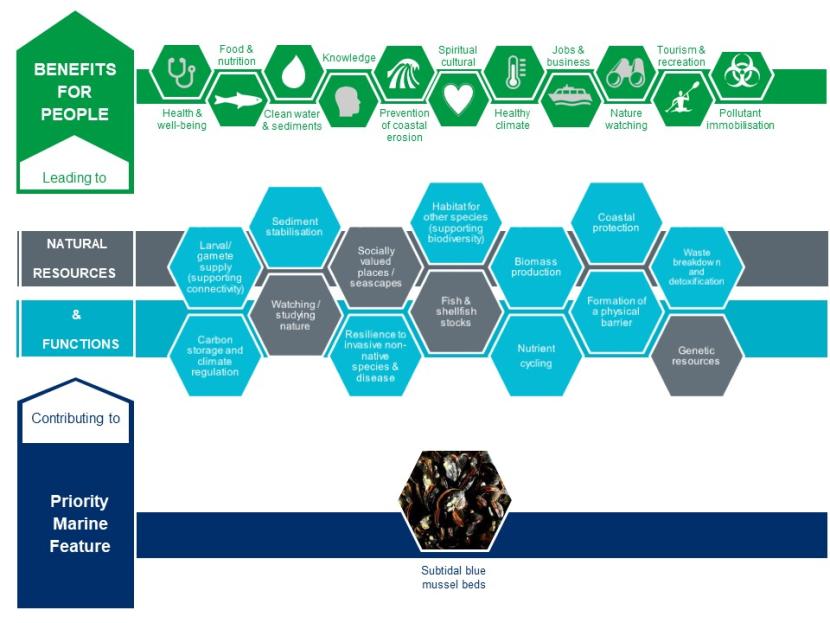An infographic illustrating the benefits that blue mussel beds make to natural resources and functions and the benefits for people that these lead to. 