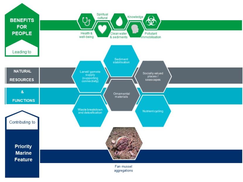 An infographic showing the contribution fan mussel aggregations make to natural resources and functions and the benefits for people that these lead to.