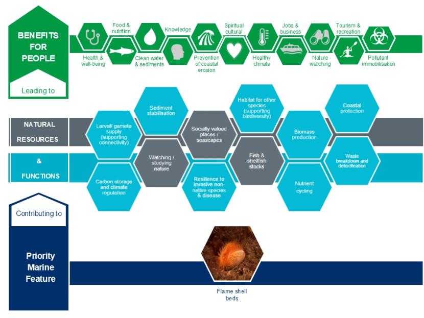 An infographic showing the contribution flame shell beds make to natural resources and functions and the benefits for people that these lead to.