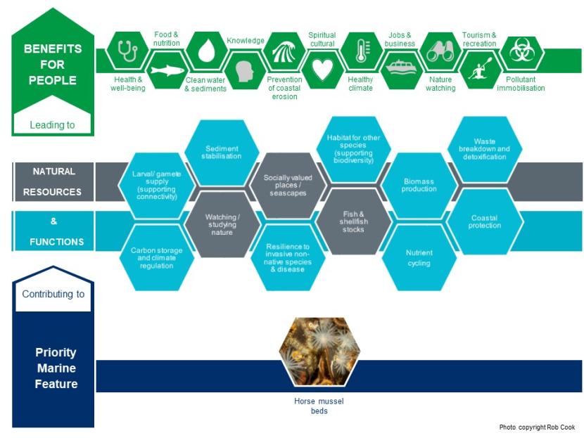 An infographic illustrating the contribution horse mussel beds make to natural resources and functions and the benefits for people that these lead to.
