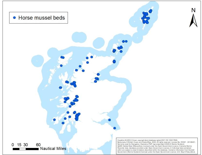 A map showing an overview of horse mussel bed records off Scotland's coast.