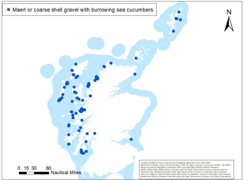 A map showing an overview of maerl or coarse shell gravel with burrowing sea cucumbers records off Scotland's coast.