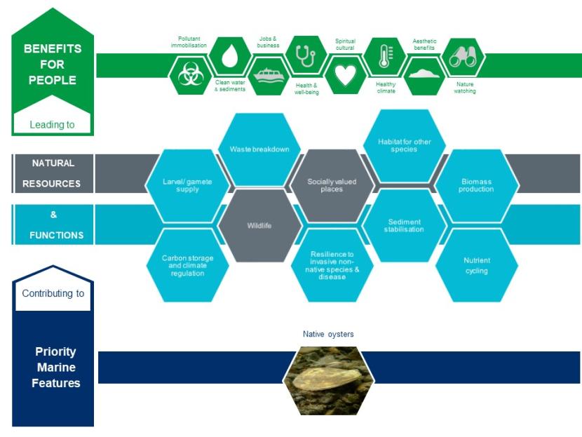 An infographic illustrating the contribution native oysters make to natural resources and functions and the benefits for people that these lead to.