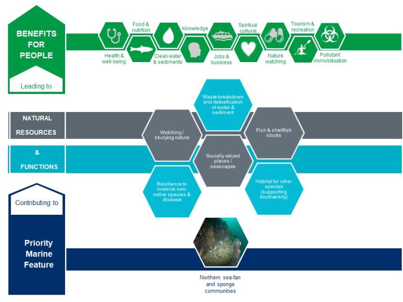 An infographic showing the contribution northern sea fan and sponge communities make to natural resources and functions and the benefits for people that these lead to.
