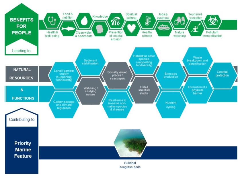 An infographic illustrating the contribution seagrass beds make to natural resources and functions and the benefits for people that these lead to.