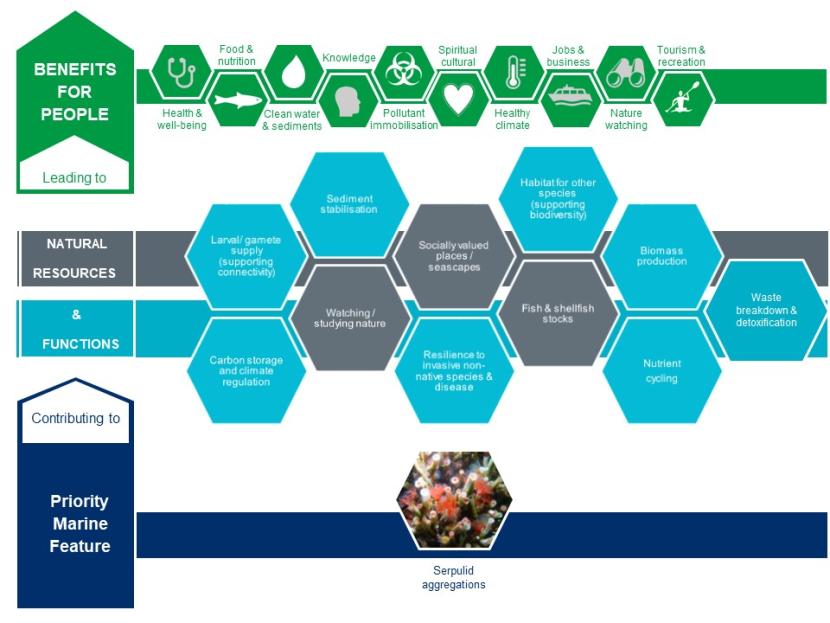 An infographic illustrating the contribution serpulid aggregations make to natural resources and functions and the benefits for people that these lead to.