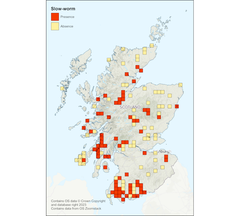 Map of Scotland showing the location of Adder Survey questionnaire returns from each 10km square. Responses indicating presence of slow-worms are shown in red, and absence in yellow.