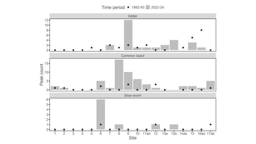Graph showing peak count values at different study sites for adder, slow-worm and common lizard from surveys conducted in 1992‒93 and 2022‒24