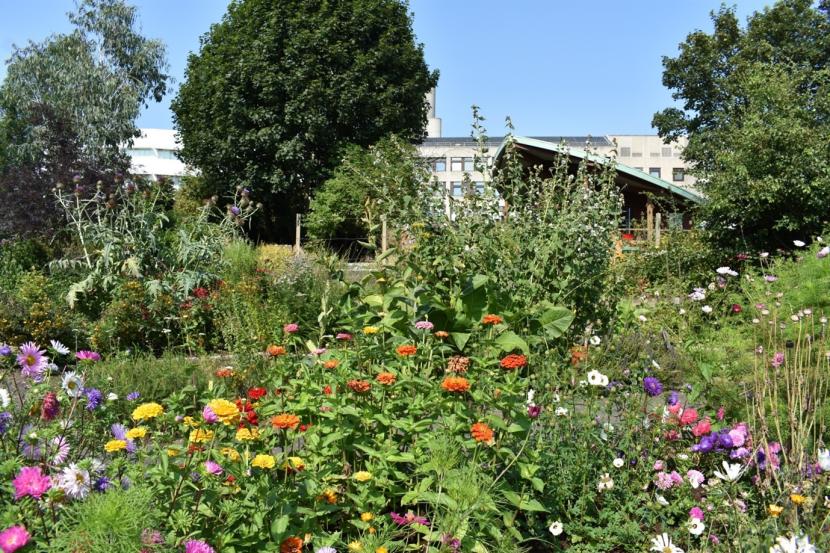 A garden within hospiotal grounds - filled with plants for pollinators