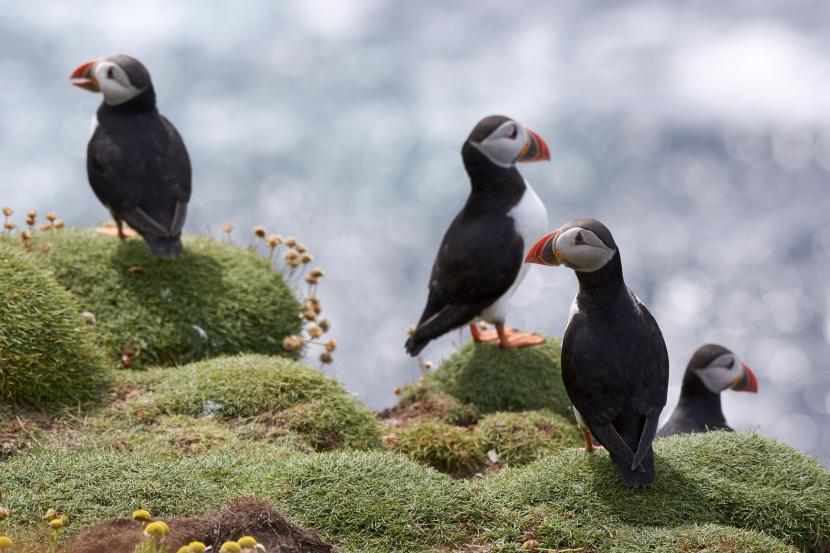 puffins sitting on moss covered rocks.