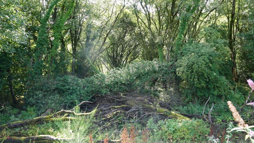 Dense understorey and fallen trees in mixed woodland in land parcel 1.