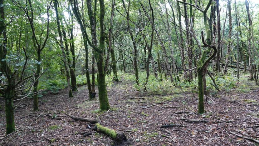 Mixed secondary woodland with areas of bare ground and patched with understory of nettles and ferns.  