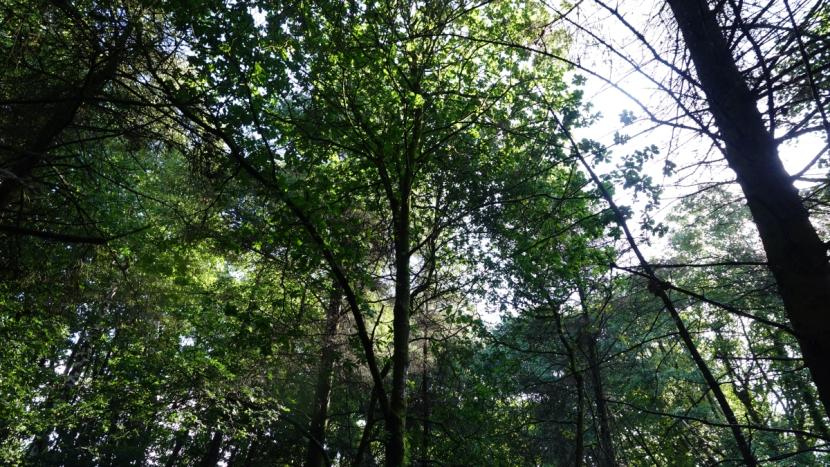 View from ground into leafy woodland canopy.
