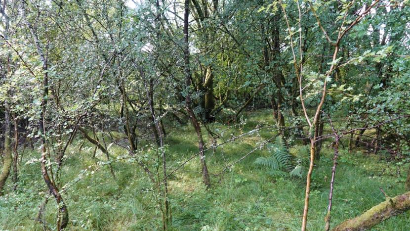 Mixed secondary woodland with understorey of grasses, ferns and self-seeded tree saplings.