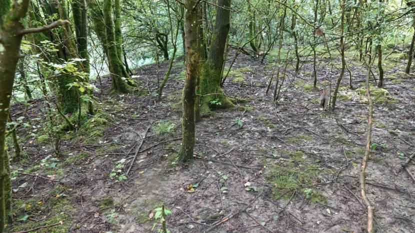 A patch of secondary woodland with bare areas of ground.
