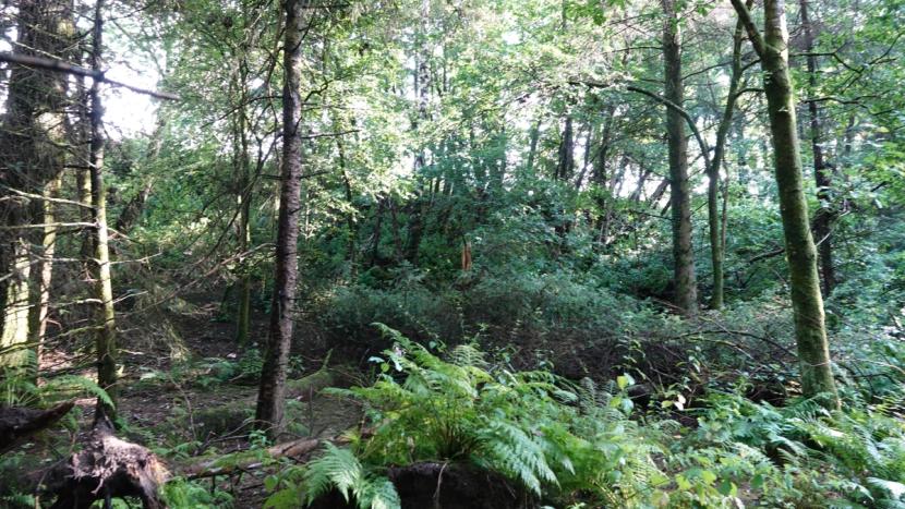 Secondary woodland with range of ferns, bramble, and woody understorey with very variable heights. 