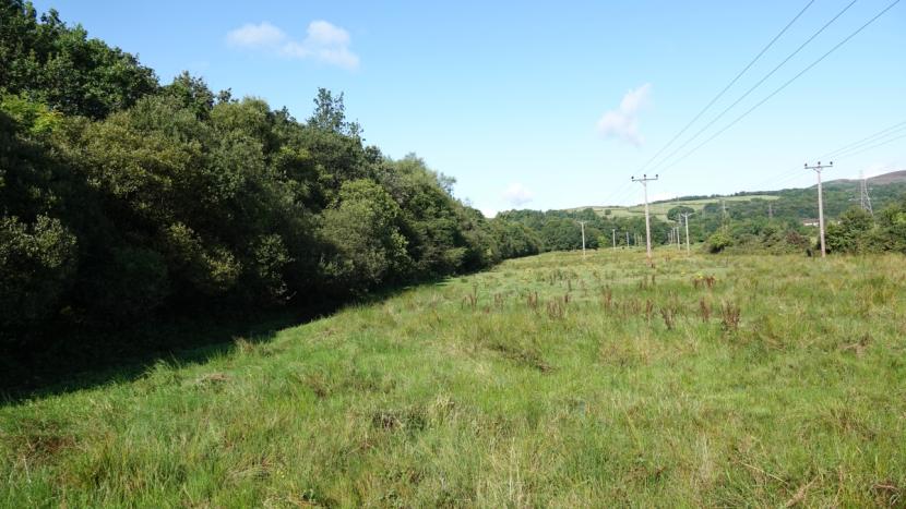A linear belt of woodland on the right bounded by pastureland on the right.