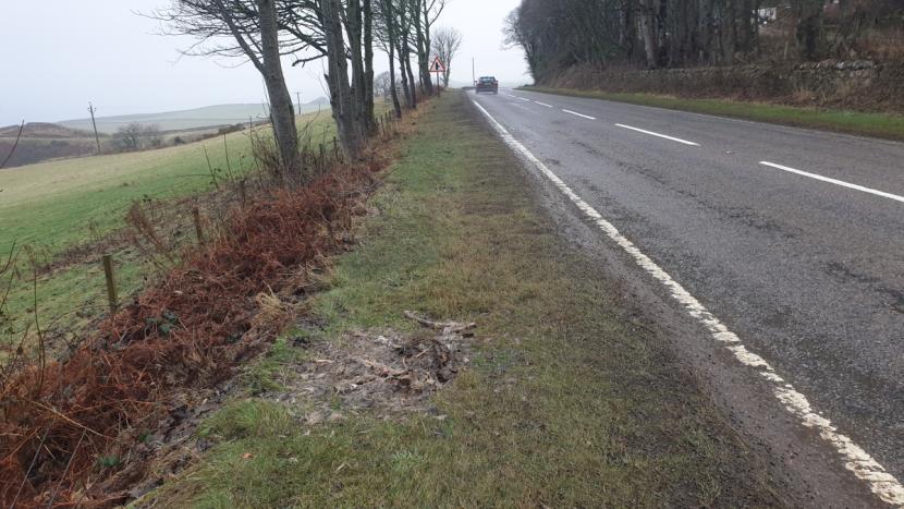 Remains of fur and bones from a deer carcass in the foreground on a grassy verge with occasional roadside trees. 