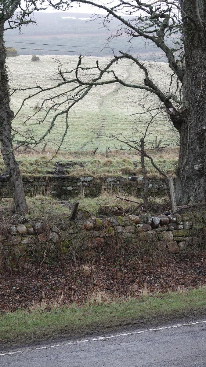 A prominent animal track leading down through hillside pasture in the background, towards a low stone wall and onto the road in the foreground. 