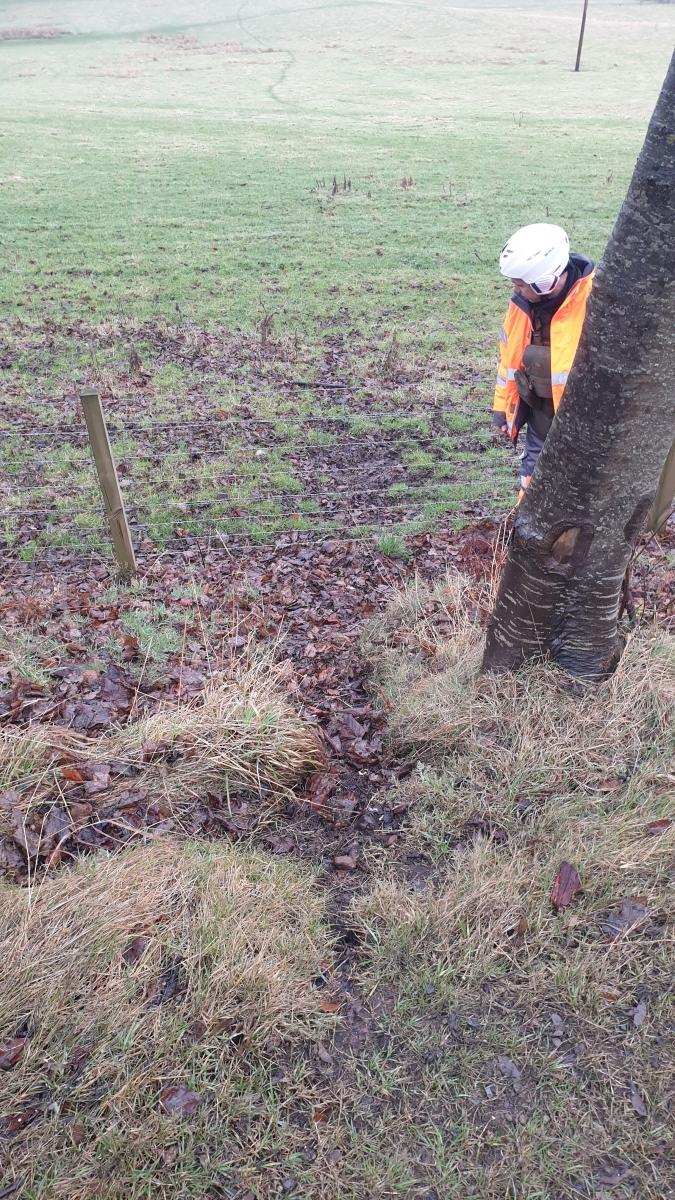 The animal path from previous image continuing on opposite roadside, first down a slope to a stock fence, and then onward across pastureland on the coast-side of the A9. 